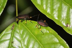 Brachystethus signoretii