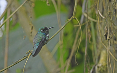 Schistes albogularis