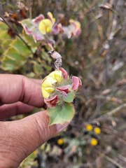 Aspalathus perfoliata