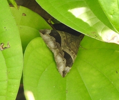 Bastilla joviana