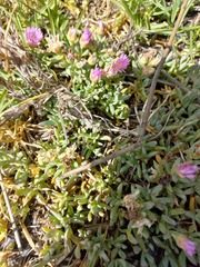 Lampranthus debilis