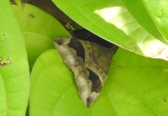 Bastilla joviana
