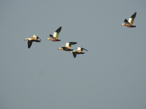 Ruddy Shelduck