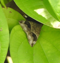 Bastilla joviana