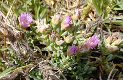 Lampranthus debilis