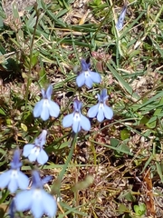 Lobelia