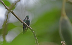 Schistes albogularis