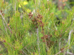 Allocasuarina misera