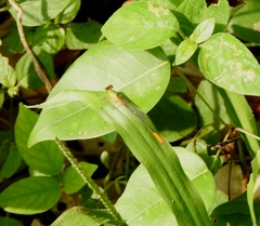 Ceriagrion cerinorubellum