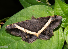 Chiasmia nora