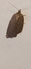 Acleris sparsana