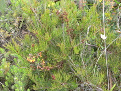 Allocasuarina misera