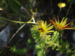 Neoeutrapela