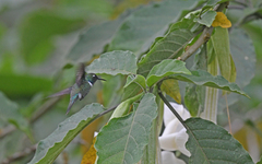 Schistes albogularis