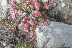 Erica labialis