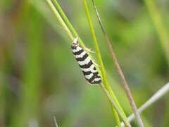 Paracochylis amoenana