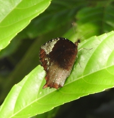 Elymnias caudata