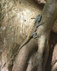 Acanthocercus atricollis