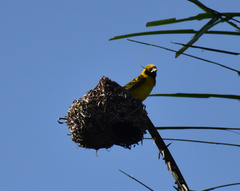 Ploceus cucullatus spilonotus