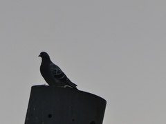 Columba livia domestica