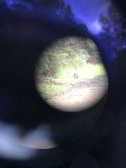 Potorous tridactylus