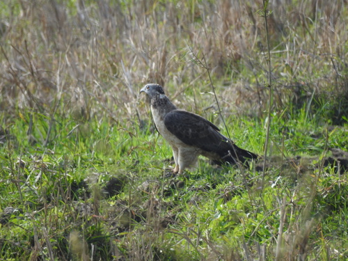 Oriental Honey-buzzard