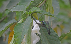 Schistes albogularis