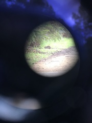 Potorous tridactylus