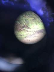 Potorous tridactylus