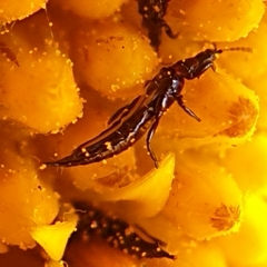 Phlaeothripidae