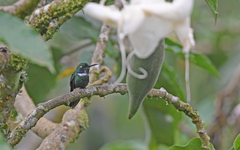 Schistes albogularis