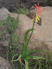 Kniphofia ichopensis