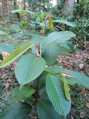 Dipterocarpus retusus