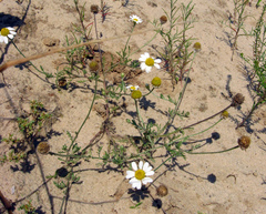 Anthemis ruthenica