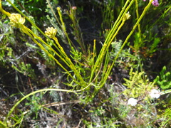 Thesium aggregatum