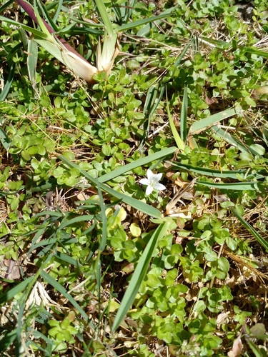 Image of Creeping Capebell (Wahlenbergia procumbens) by no rights reserved