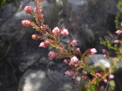 Erica spumosa