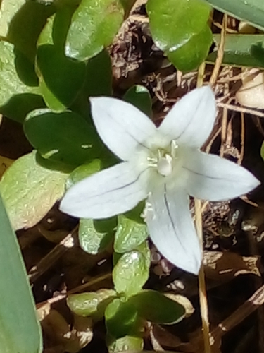 Image of Creeping Capebell (Wahlenbergia procumbens) by no rights reserved
