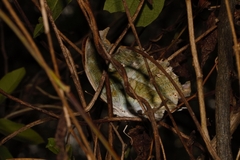 Protogoniomorpha parhassus