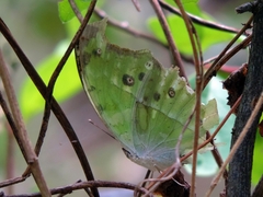 Protogoniomorpha parhassus