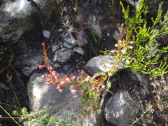 Erica spumosa