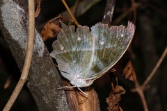Protogoniomorpha parhassus
