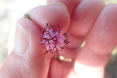 Erica labialis