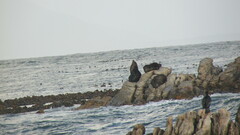 Arctocephalus pusillus pusillus