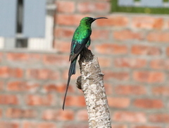 Nectarinia famosa