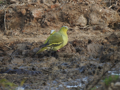 Ashy-headed Green-Pigeon