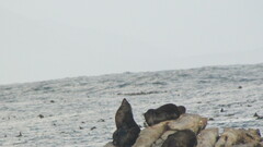 Arctocephalus pusillus pusillus