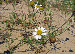 Anthemis ruthenica