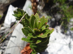 Morella kraussiana