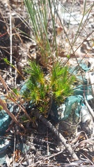 Adenogramma rigida